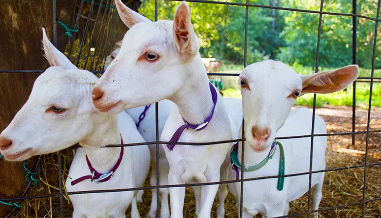 Goats at Decimal Place Farm