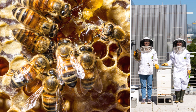 City Beekeeping ~ Honey for Health