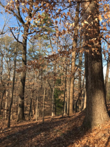 Old growth trees near Atlanta, GA