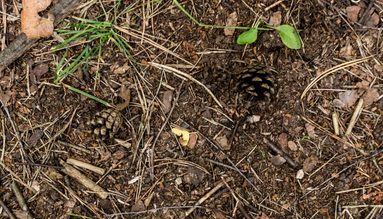 Image of a forest floor, covered in pinecones, straw, and twigs.
