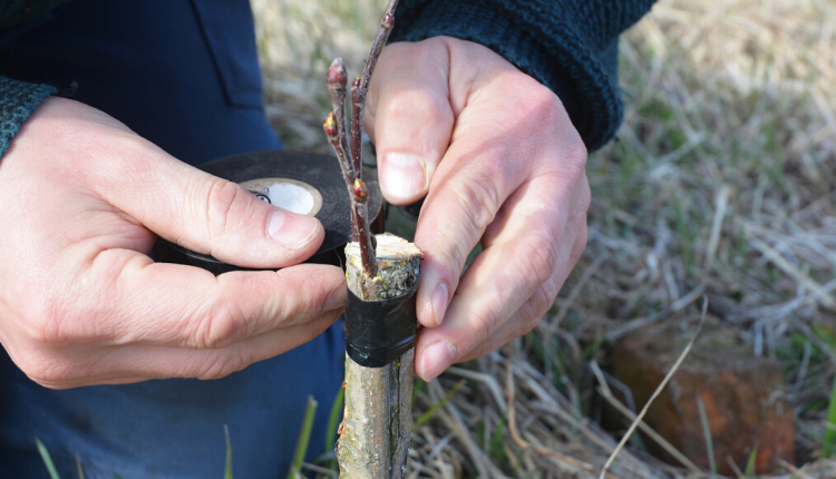 Close up on gardener man hand grafting apple tree