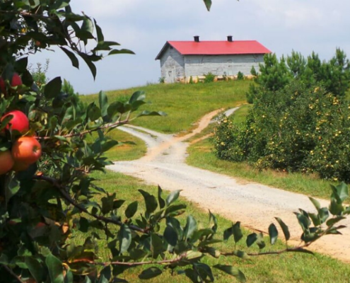 Apple farm with a barn on a hill.