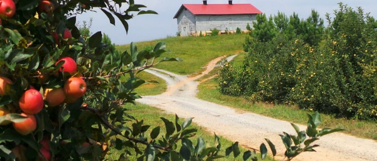 Apple farm with a barn on a hill.