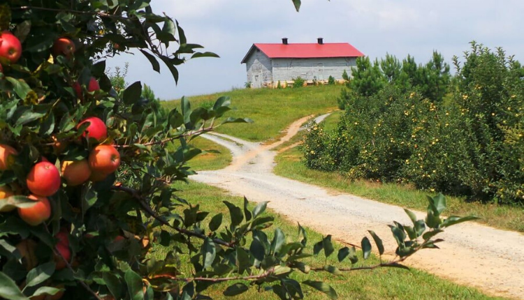 Apple farm with a barn on a hill.