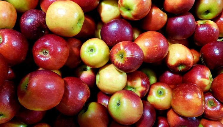 Assortment of apples from Mercier's Orchard