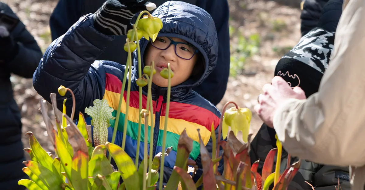 Young boy touching a plant from a botanical garden.