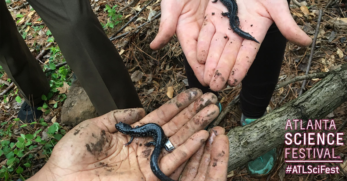 Hands holding salamanders.