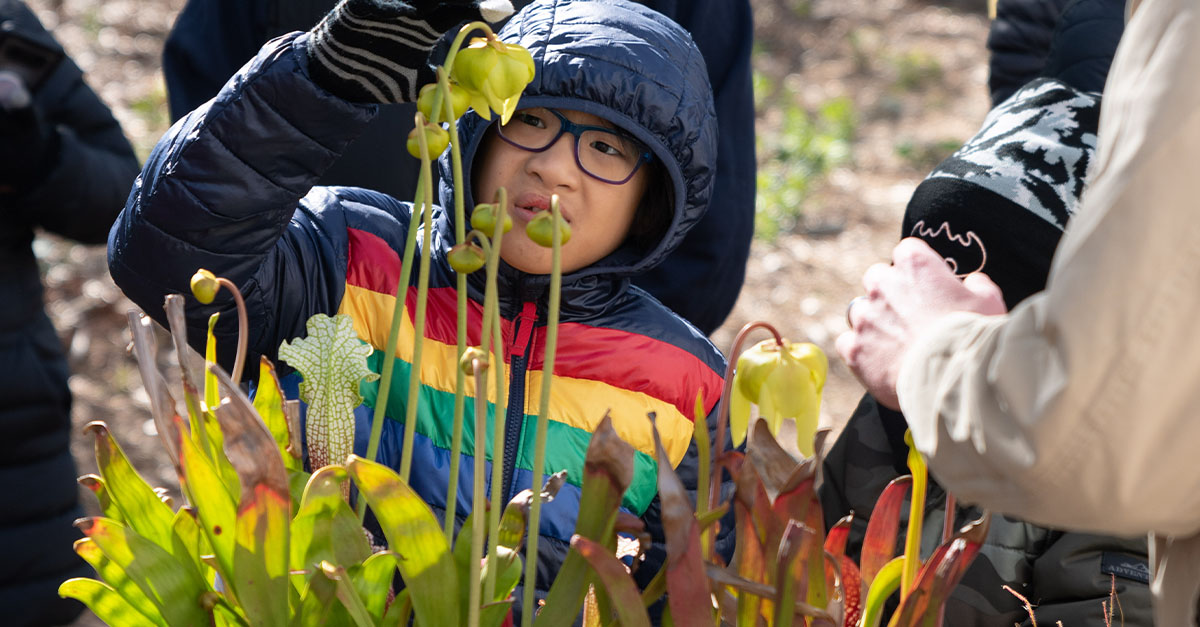 A boy checking out a unique-looking plant.