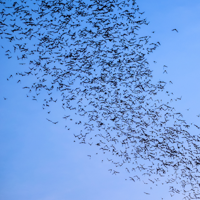 bats for website